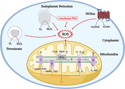 Frontiers | Reactive Oxygen Species Formation And Its Effect On CD4+ T ...